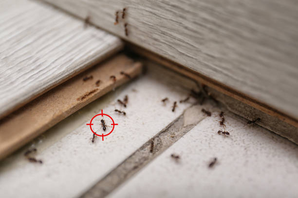 Pest Prevention Services in Winsted, MN